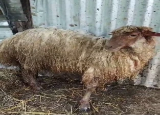 Araklı'da 100 Koyun Zehirlendi..! Büyük Zarardan Kıl Payı Dönüldü