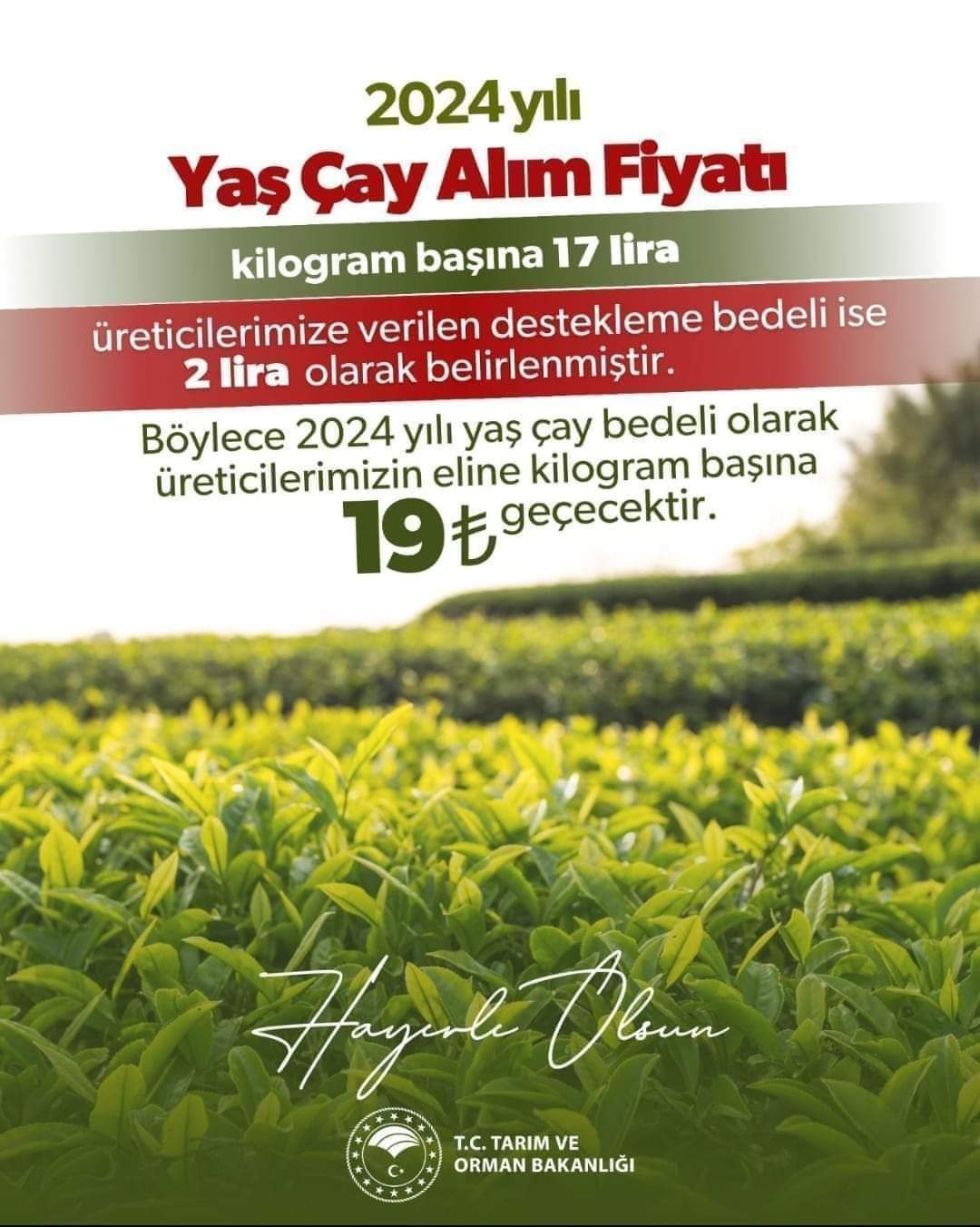 2024 yılı Yaş Çay Fiyatı Açıklandı