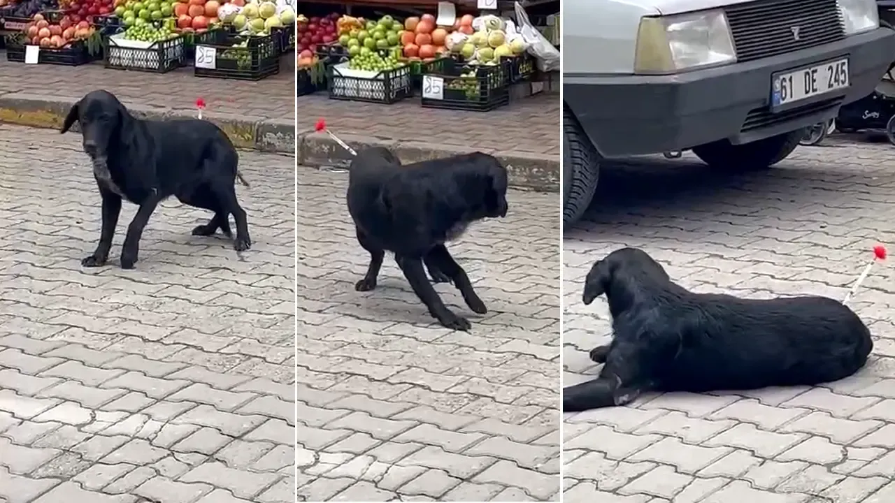 Araklı için Yerel Medyanın Yalan Yanlış Haberi
