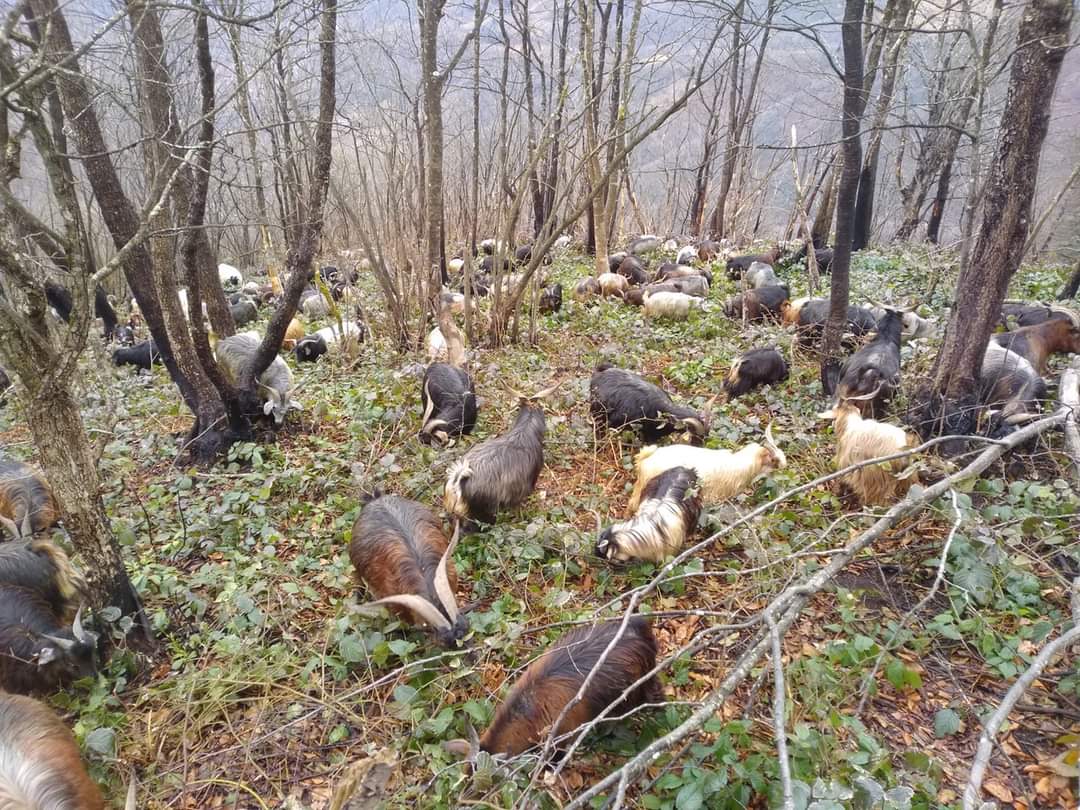 Araklı'da Kurt Dehşeti.! Çoban Saldırıdan Canını Zor Kurtardı