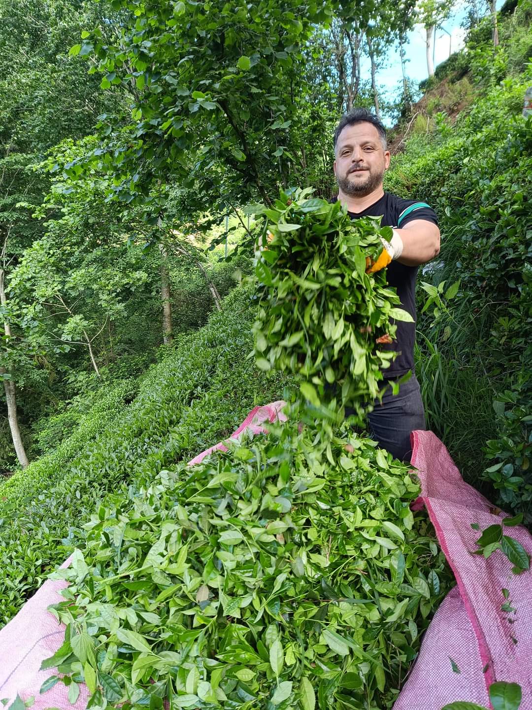 Araklı'da Mayıs ayı Çay Hasatı Yapılıyor! Cay Fabrikaları yetersiz