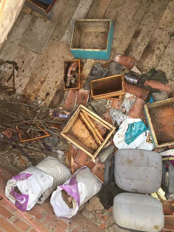Araklı'da Şok Olay! Ayı Çatıdan eve girdi